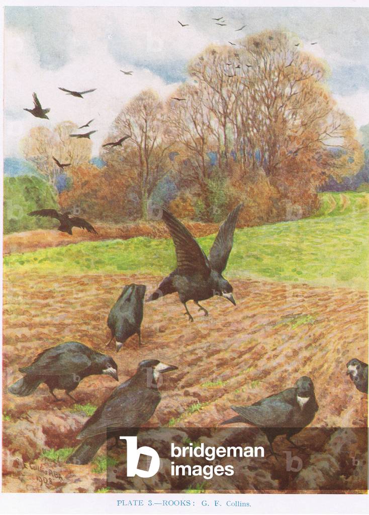 Rooks, illustration from 'British Birds' by Kirkman & Jourdain, 1966 (colour litho)