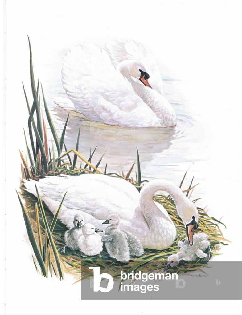 Mute Swan and cygnets, illustration from'Wildfowl of Europe', 1972 (colour litho)