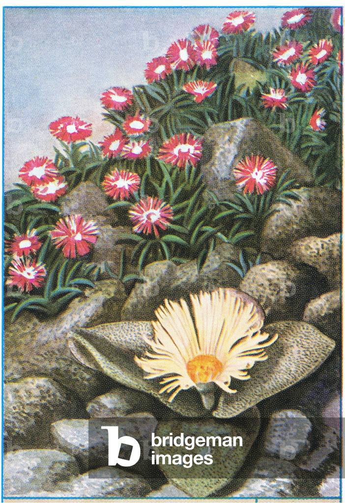 Plants and Grasses, from colour Liebig postcards, 1940's (colour litho)