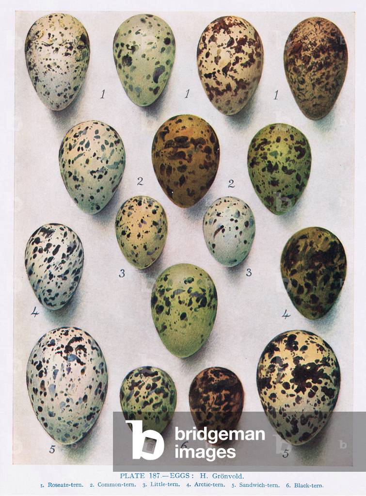 Eggs:Guillemot:etc, illustration from 'British Birds' by Kirkman & Jourdain, 1966 (colour litho)