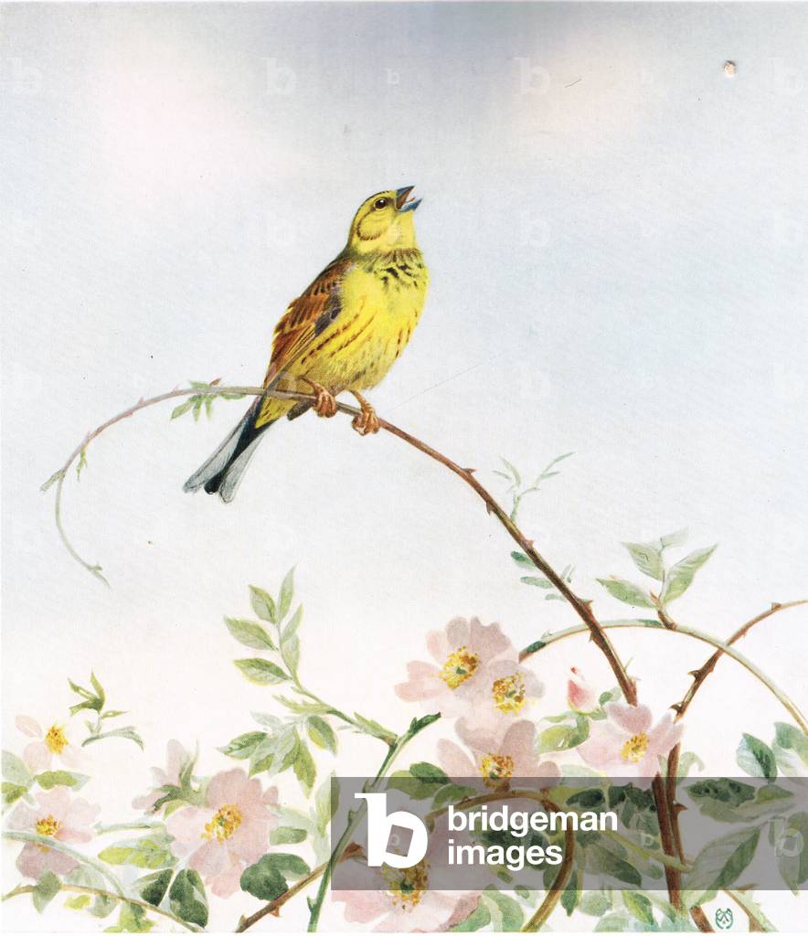 Yellowhammer, illustration from 'Birds Ashore and Aforeshore' by Patrick Chalmers, 1935 (colour litho)