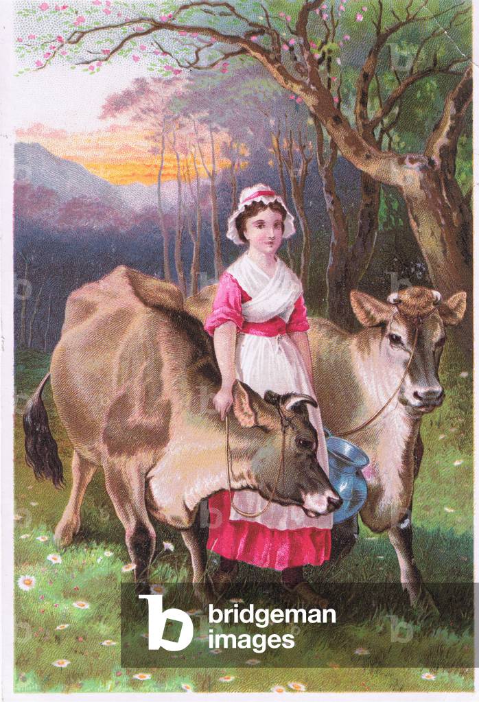 Jerseys, illustration from American trade cards c.1940's (colour litho)