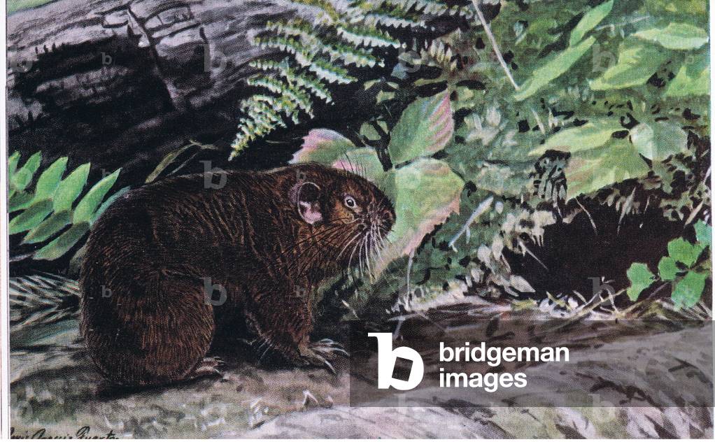 Mountain Beaver, there long whiskers guide them through dark tunnels