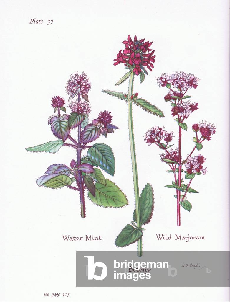Water Mint, Wild Marjoram, Betony, 1951 (colour litho)