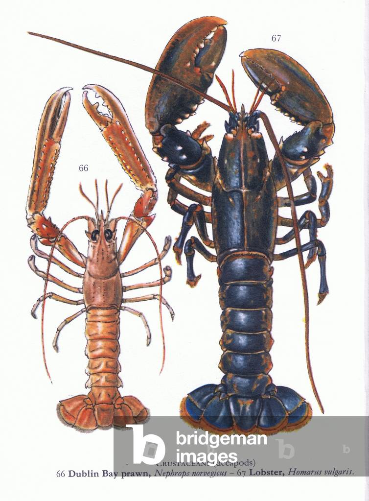 Crustaceans (Decapods) Dublin Bay Prawn and Lobster, from Blandford Shore Life in Colour pub.by The Blandford Press, 1969 (colour litho)