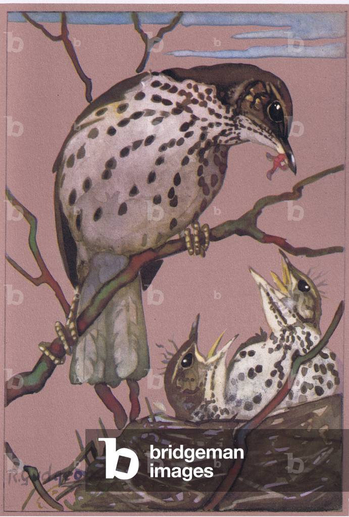 Song Thrush, nest and young, illustration from 'Getting to Know Birds ', 1944 (colour litho)