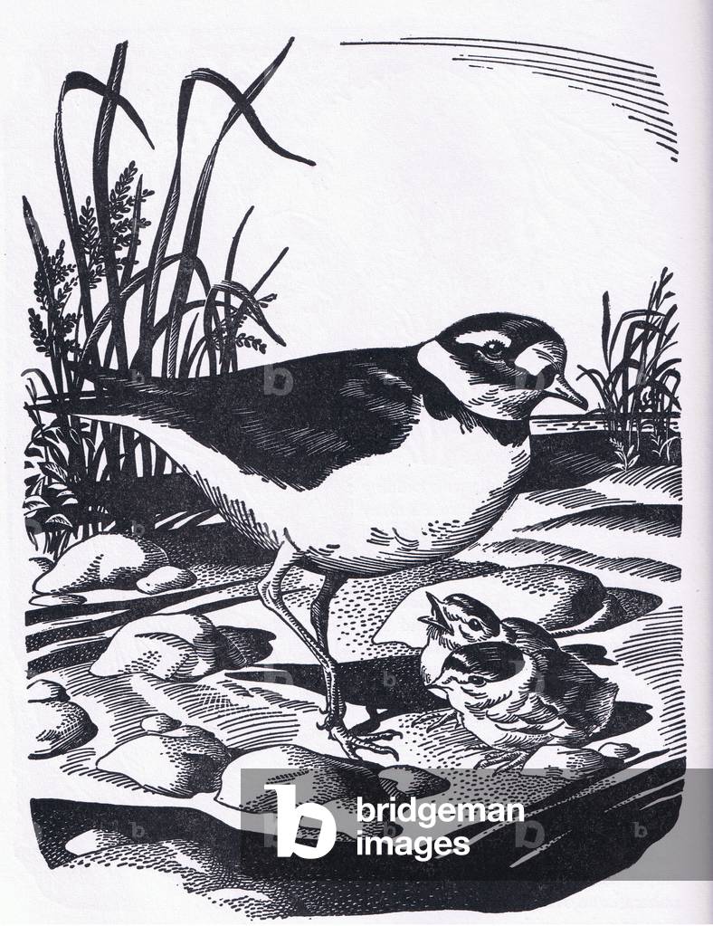 Ring Plover, illustration from The Children's Nature Book published by Odhams, 1958 (litho)