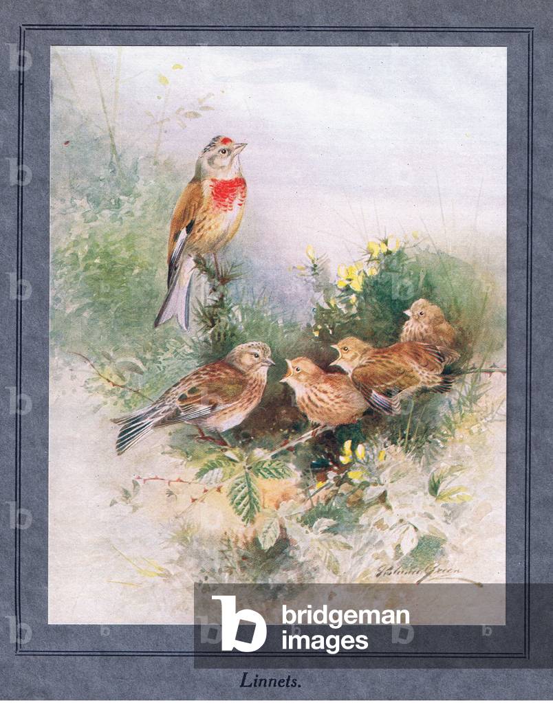 Linnets with young (colour litho)