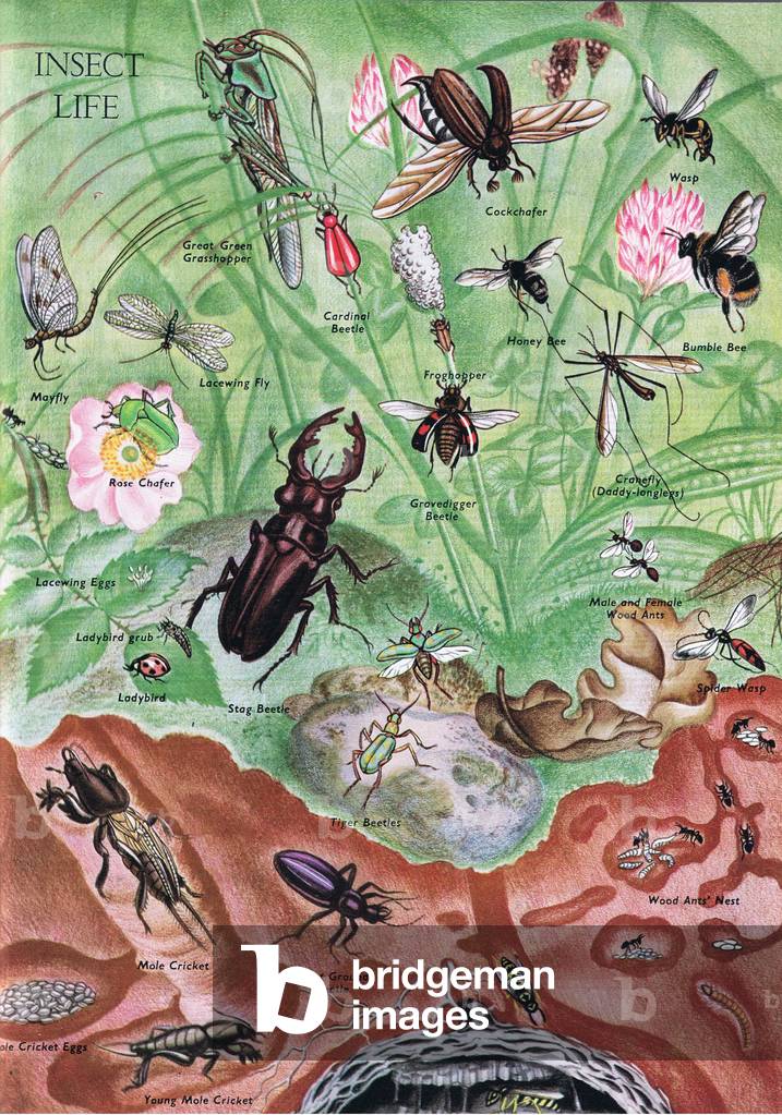 Insect life, illustration from The Children's Nature Book published by Odhams, 1958 (colour litho)