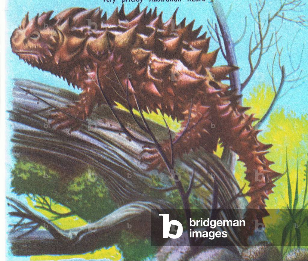 Moloch: a prickly Australian lizard, from Knowledge Magazine, 1963 (colour litho)