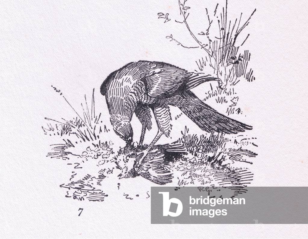 Sparrow Hawk with kill, Birds One Should Know published by Gay and Hancock, 1933 (litho)