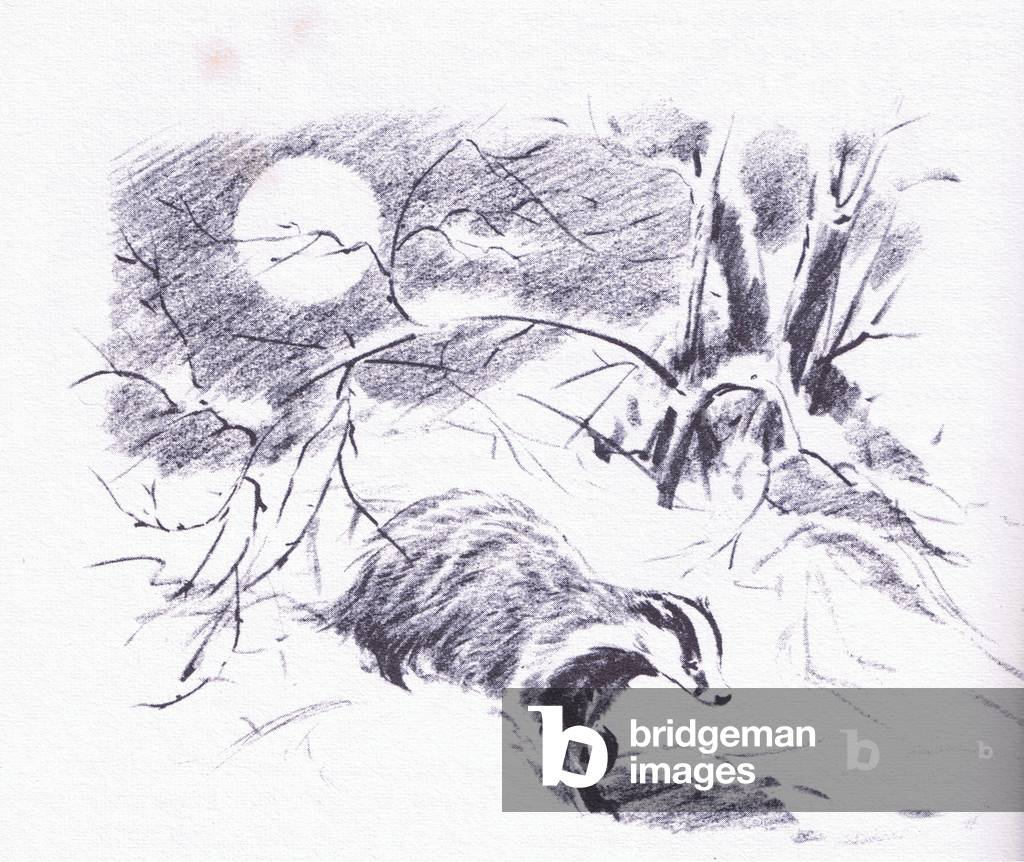 Badger in Moonlight, from Wanderers of the Field pub.by Routledge and Kegan Paul, 1959 (litho)