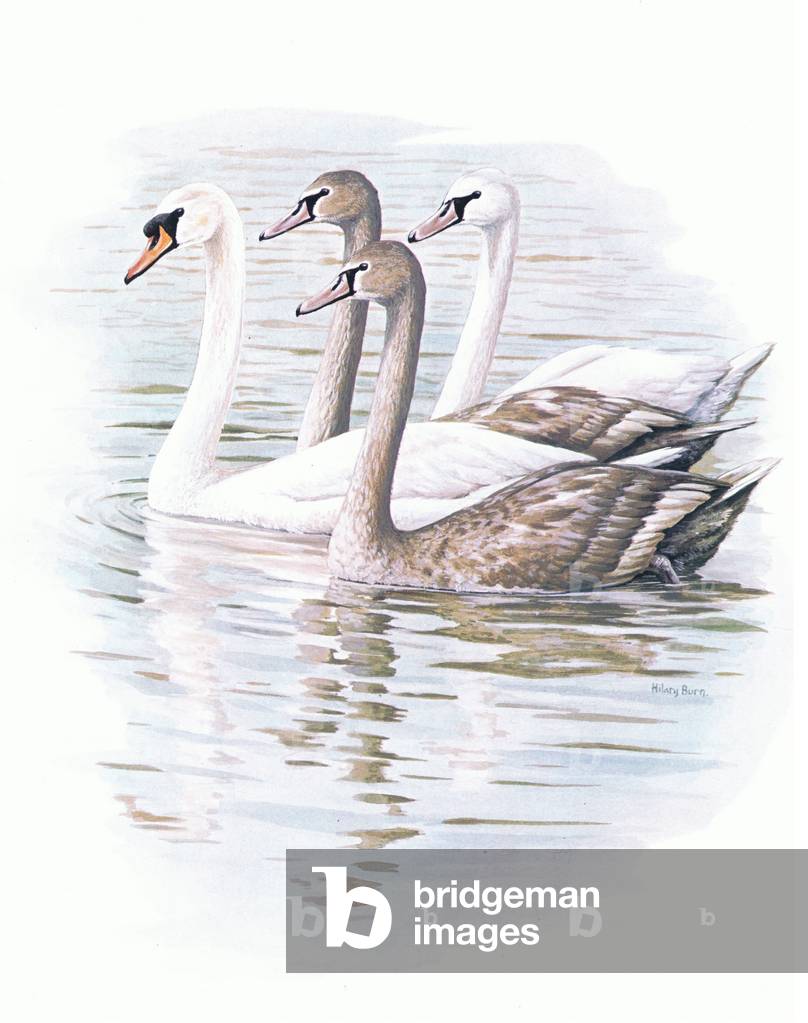 Mute Swans with young, illustration from'Wildfowl of Europe', 1972 (colour litho)