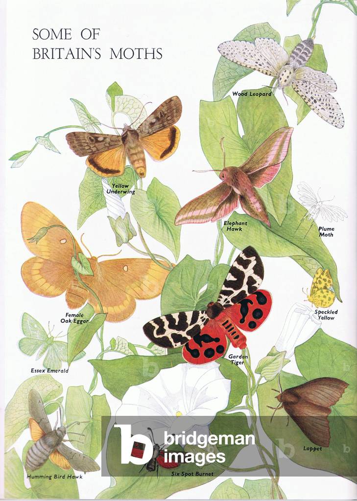 Some of Britains moths, illustration from The Children's Nature Book published by Odhams, 1958 (colour litho)
