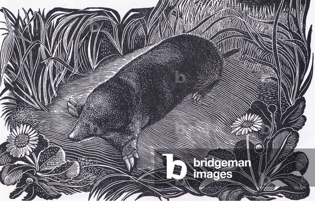 Moles, illustration from The Children's Nature Book published by Odhams, 1958 (litho)