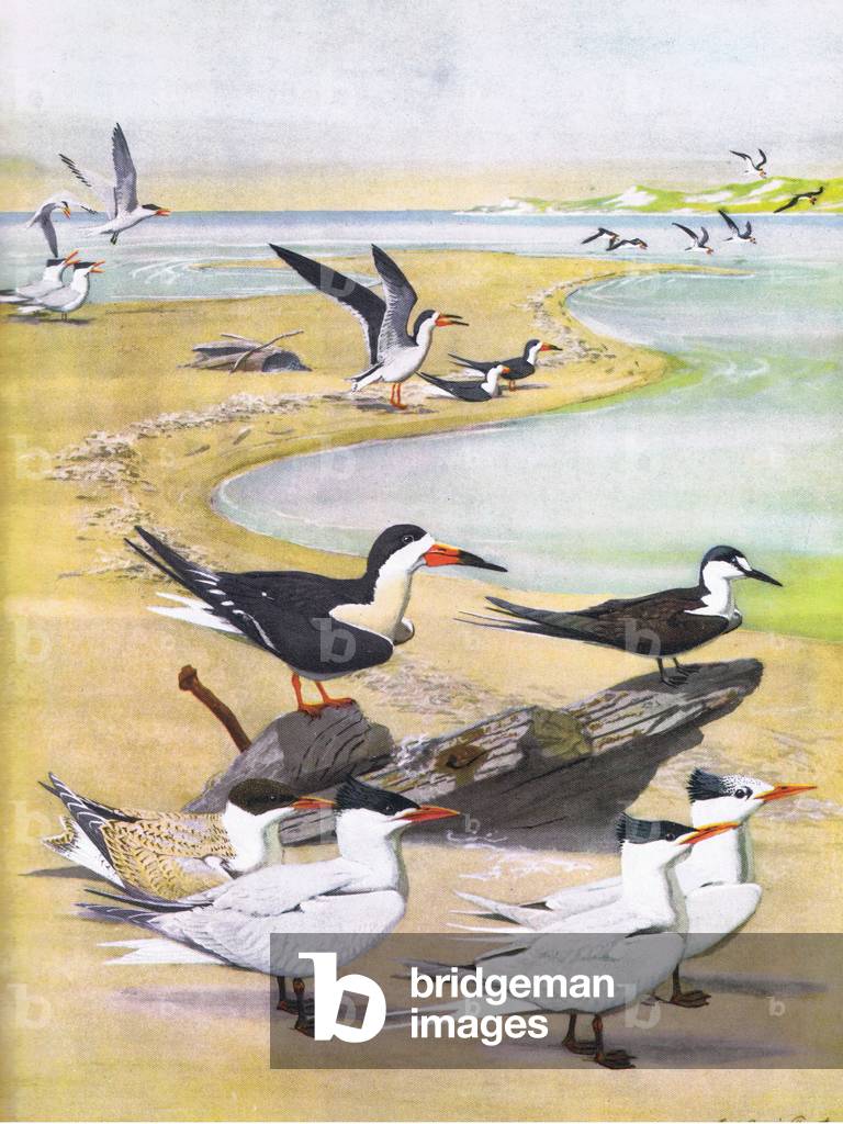 Illustration from The Natural History of American Birds of Eastern and Central Nort America pub. by Bramhall House c.1970 (colour litho)