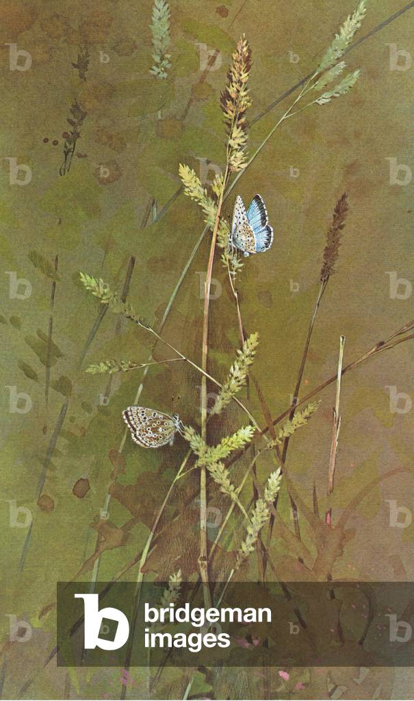 Chalkhill Blue Butterfly on grasses, from Beningfield's Butterflies pub.by Chatto & Windus, 1978 (colour litho)