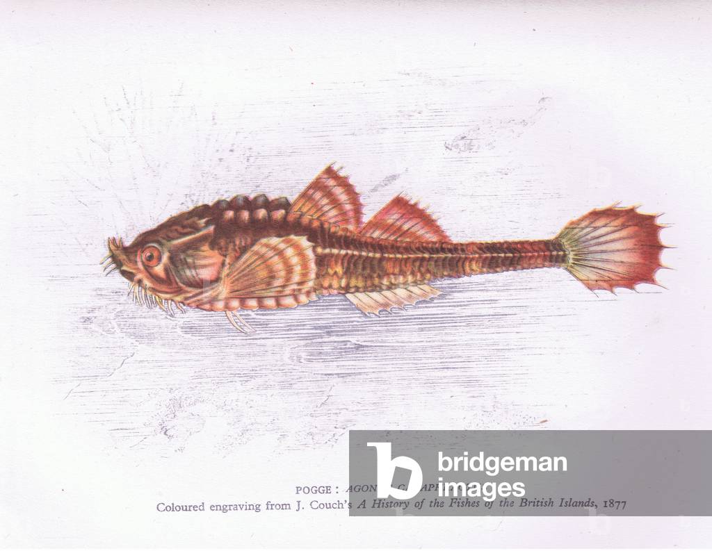 Pogge, Nature in Britain published by Collins, 1946 (colour litho)