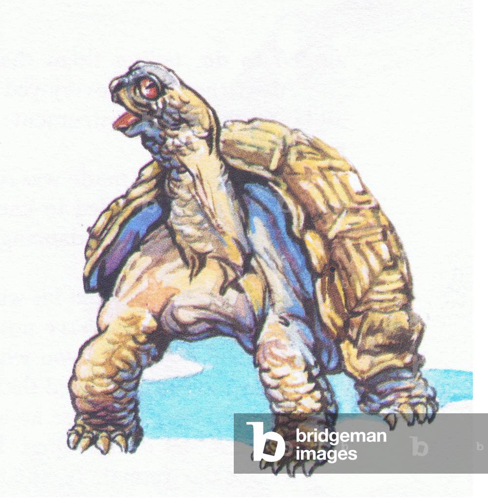 Tortoise, from Animals and Birds in Folklore published by Frederick Warne & Co Ltd, 1969 (colour litho)