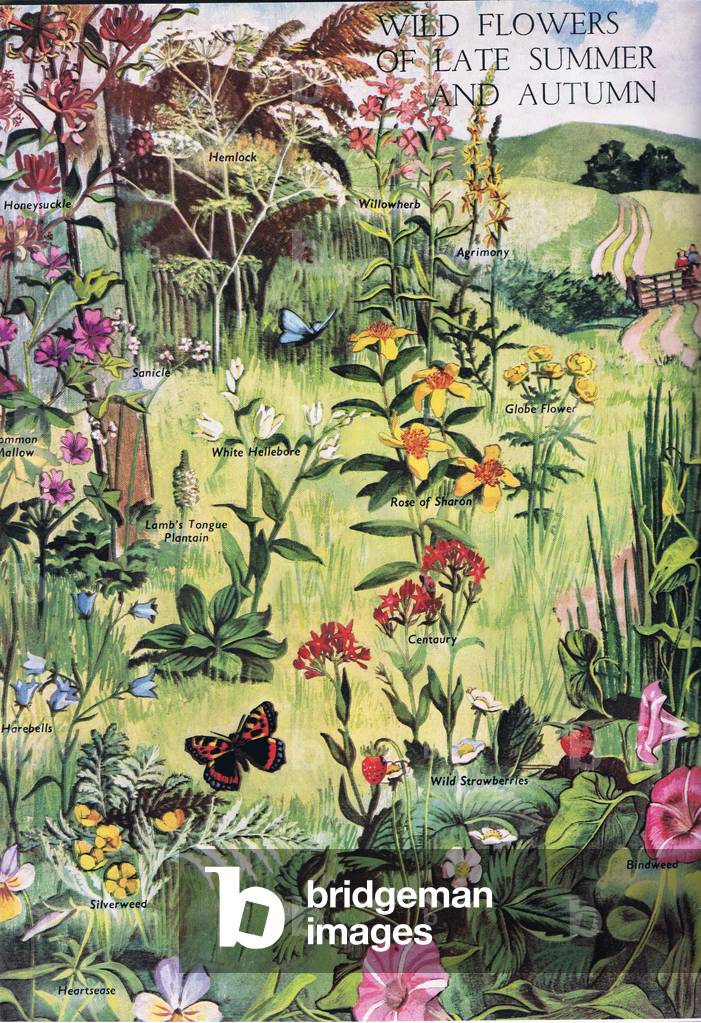 Wild flowers of late summer and autumn, illustration from The Children's Nature Book published by Odhams, 1958 (colour litho)