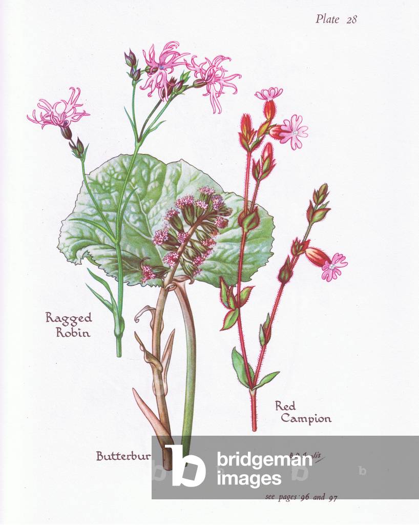 Butterbur, Ragged Robin, Red Campion, 1951 (colour litho)