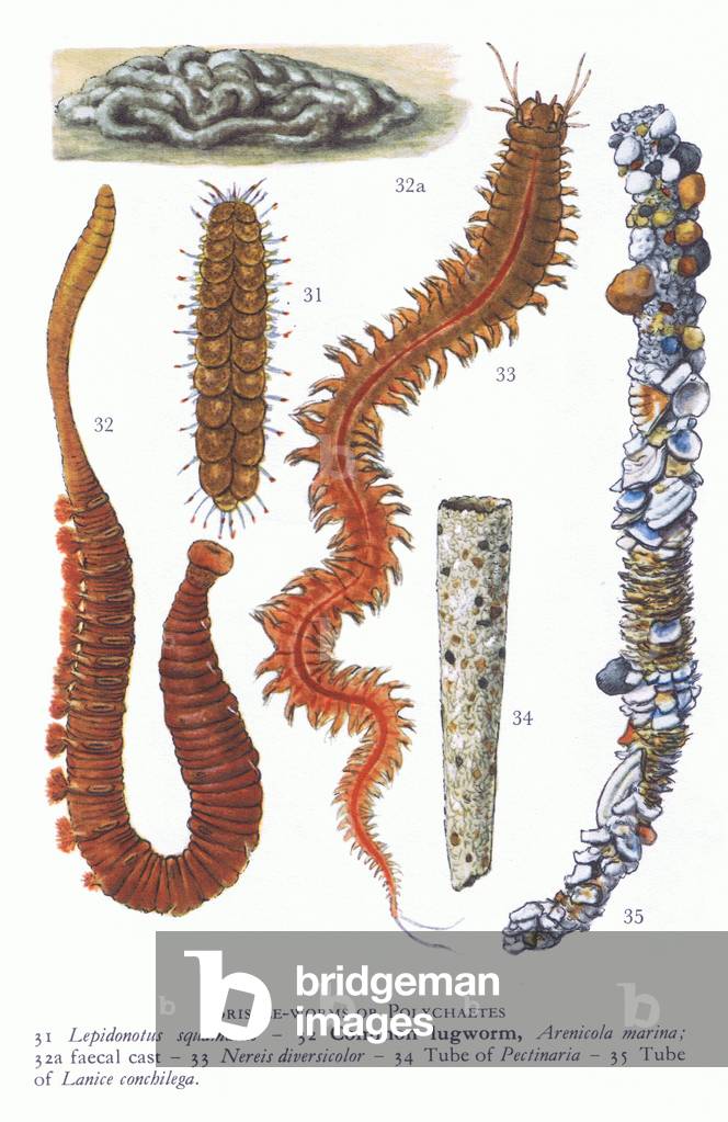 Bristle Worms or Polychaetes, from Blandford Shore Life in Colour pub.by The Blandford Press, 1969 (colour litho)