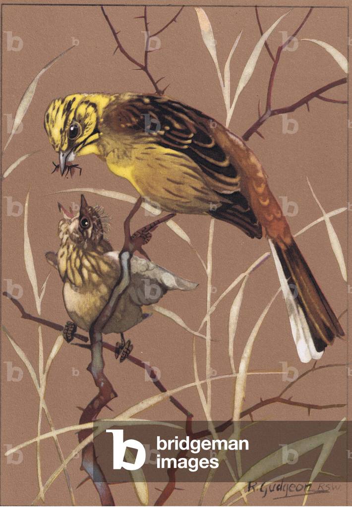 Yellowhammer, illustration from 'Getting to Know Birds ', 1944 (colour litho)