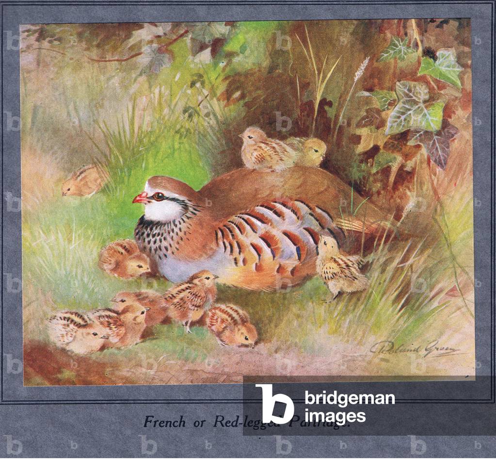 French or Red Legged Partridge and young (colour litho)