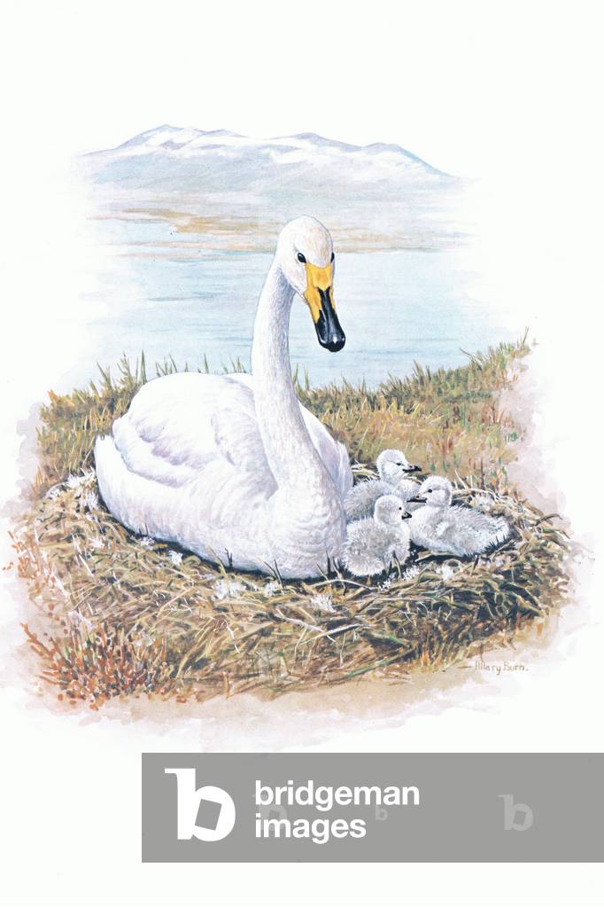 Whooper Swan and cygnets, illustration from'Wildfowl of Europe', 1972 (colour litho)
