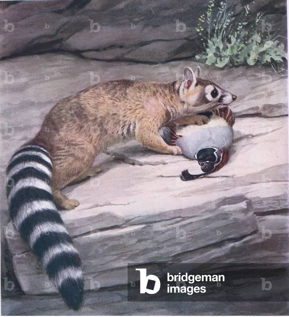 Sharp eyed Ringtail with quail