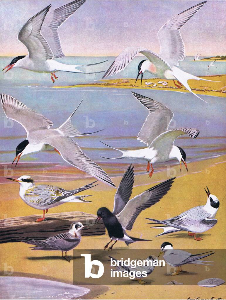 Illustration from The Natural History of American Birds of Eastern and Central Nort America pub. by Bramhall House c.1970 (colour litho)