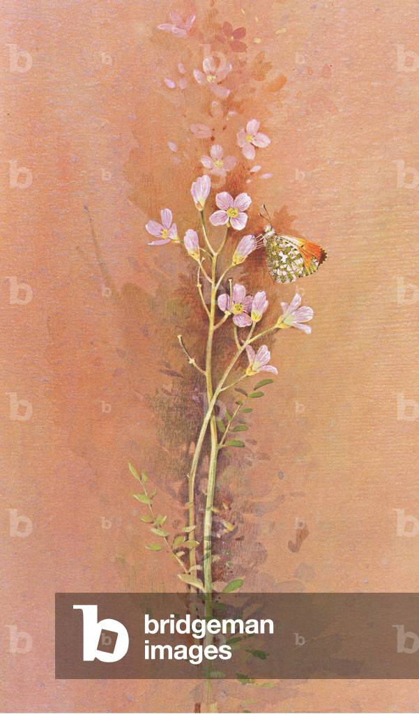 Orange Tip Butterfly on Cuckoo flower, from Beningfield's Butterflies pub.by Chatto & Windus, 1978 (colour litho)