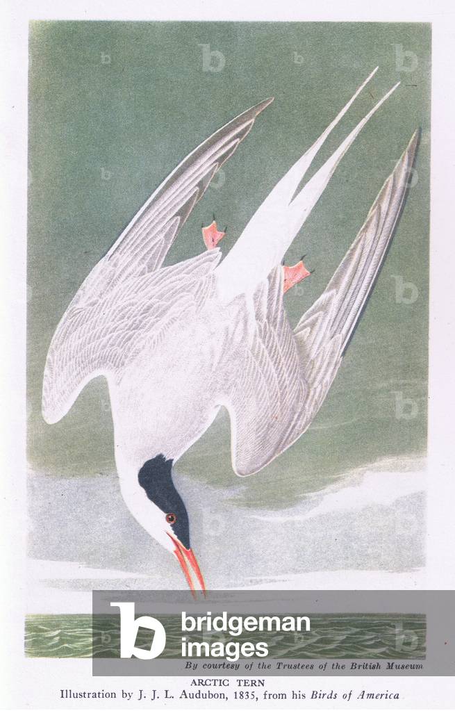 Arctic tern (litho)