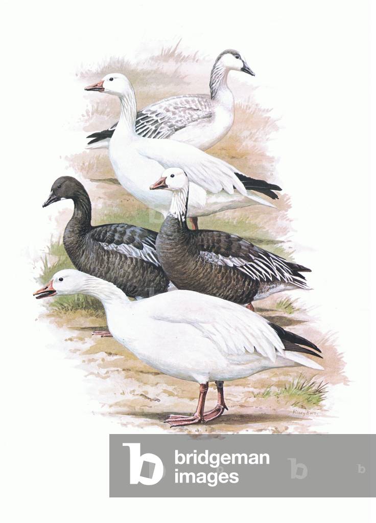 Ross's Goose, illustration from'Wildfowl of Europe', 1972 (colour litho)