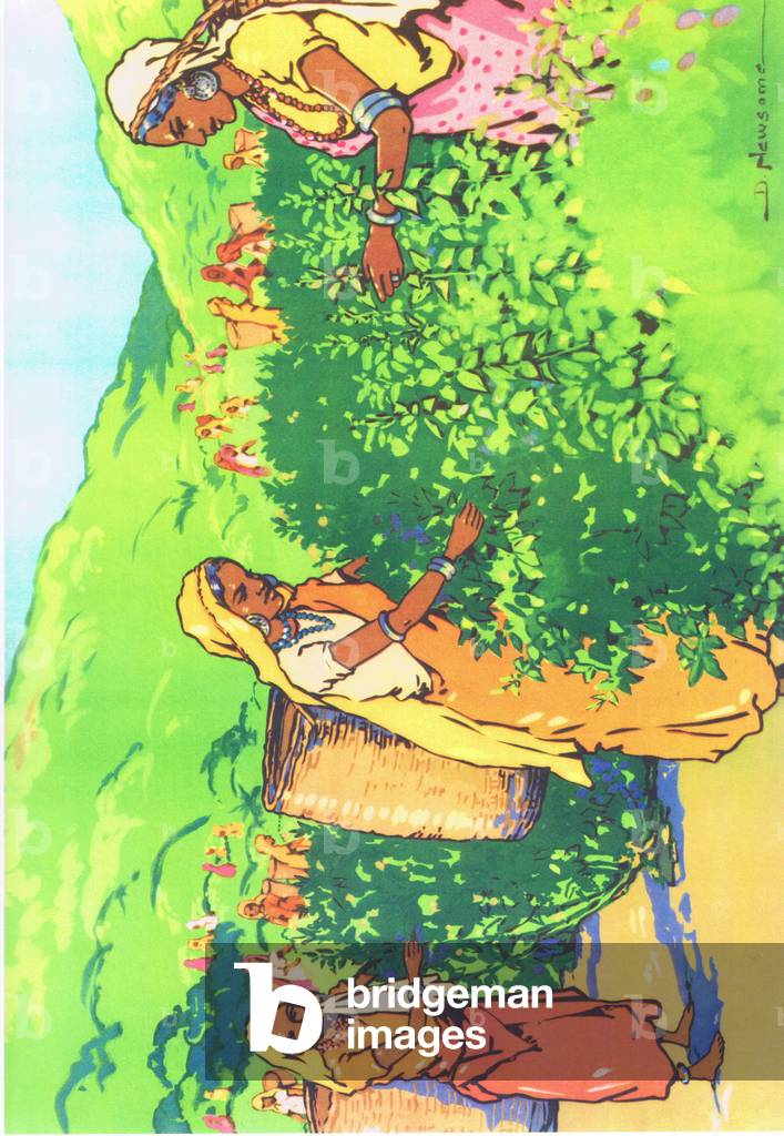 A tea plantation, illustration from 'Folio of School posters. Printers unknown', c.1940-62 (colour litho)