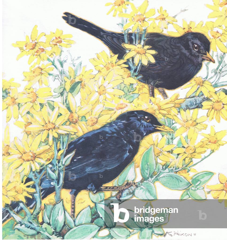 Why the Blackbird is black, from Animals and Birds in Folklore published by Frederick Warne & Co Ltd, 1969 (litho)