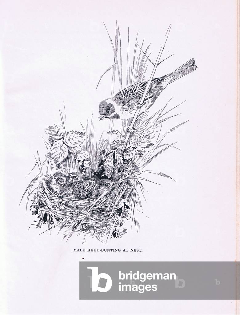Male Reed Bunting at nest with young (litho)