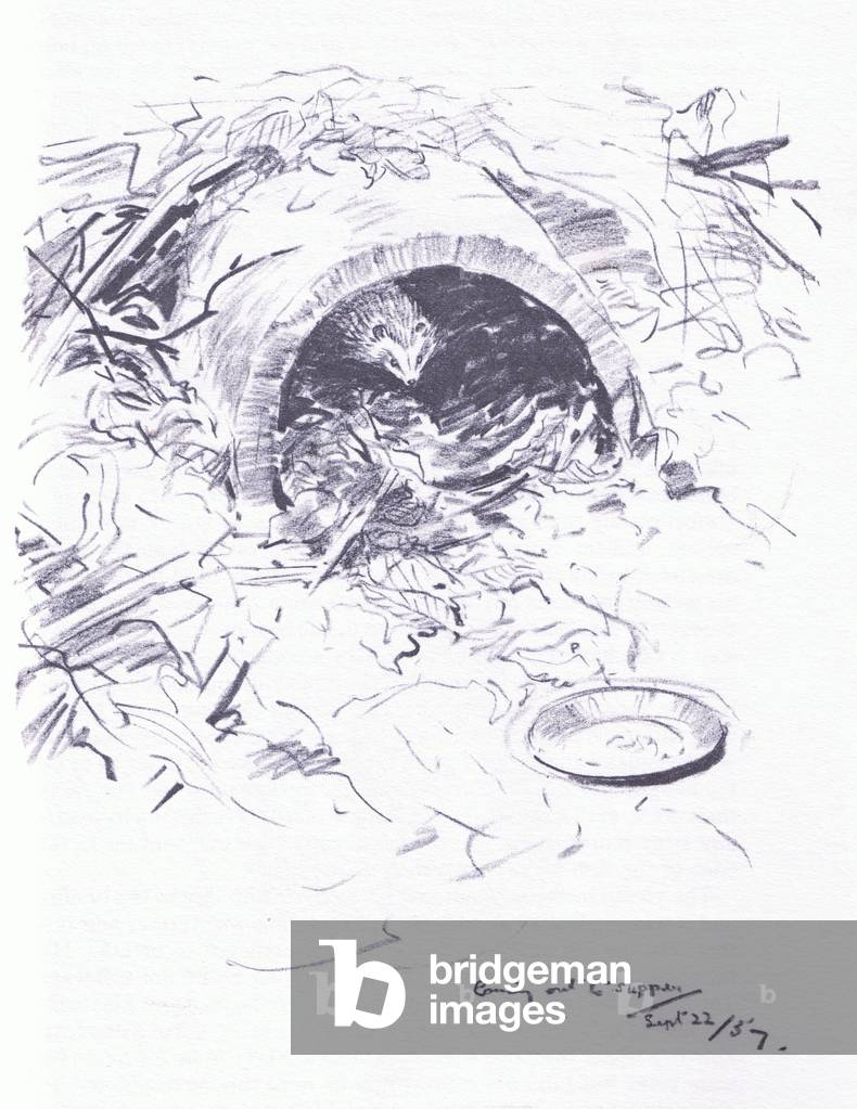 Hedgehog shelter, from Wanderers of the Field pub.by Routledge and Kegan Paul, 1959 (litho)