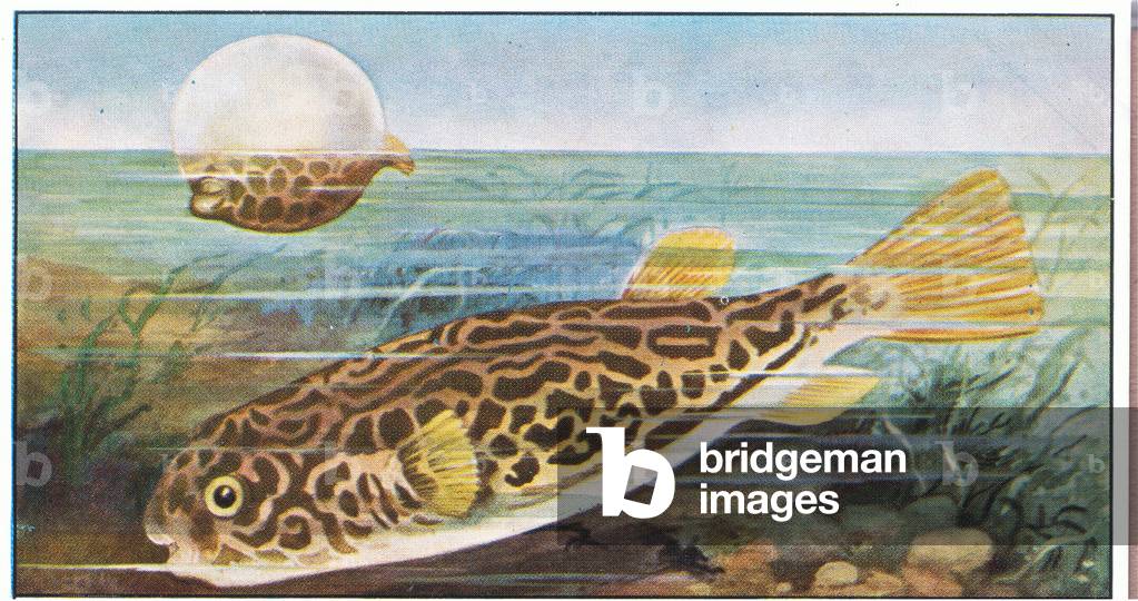 Fish you cannot eat: Globe fish, from colour Liebig postcard (colour litho)