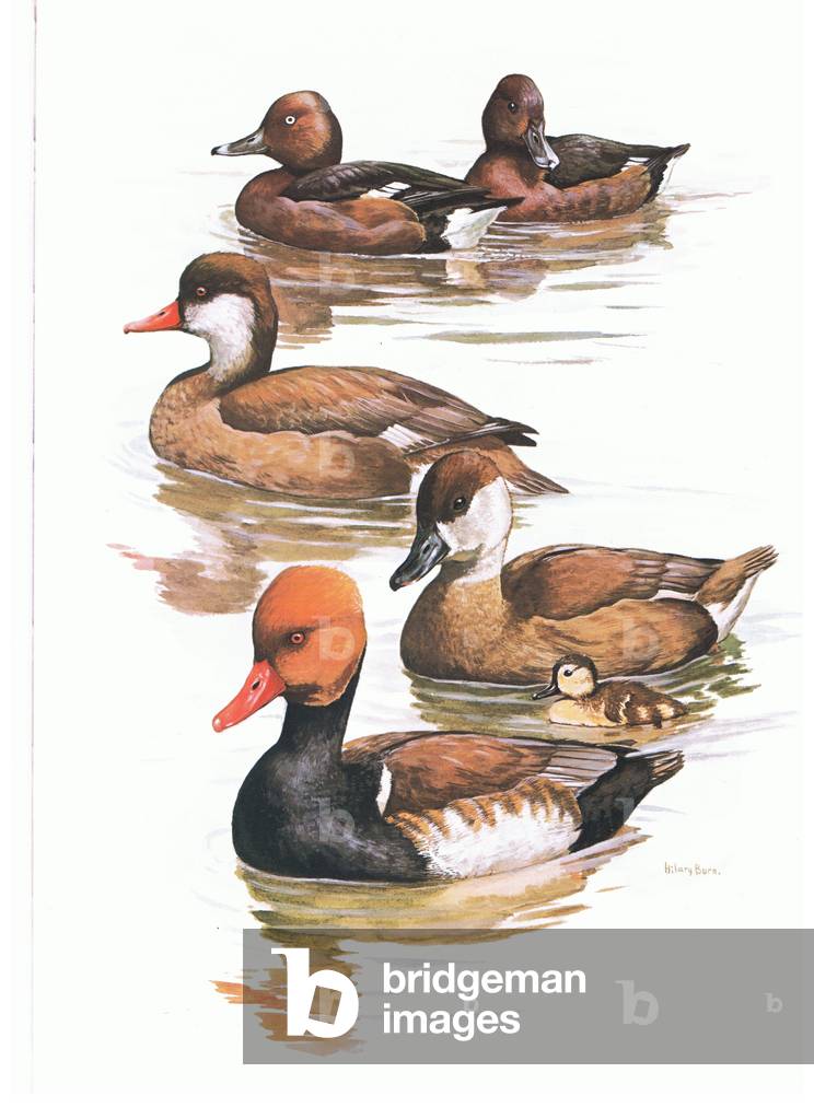 Ferruginous Duck and Red Crested Pochard, illustration from'Wildfowl of Europe', 1972 (colour litho)