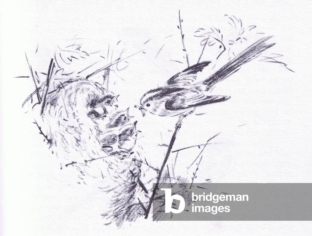 Long Tailed Tits feeding young, from Wanderers of the Field pub.by Routledge and Kegan Paul, 1959 (litho)