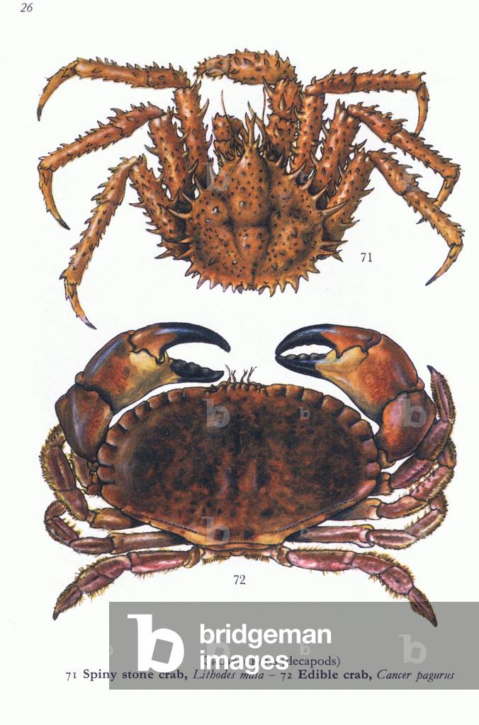 Crustaceans (Decapods) Spiny Stone Crab and Edible Crab, from Blandford Shore Life in Colour pub.by The Blandford Press, 1969 (colour litho)