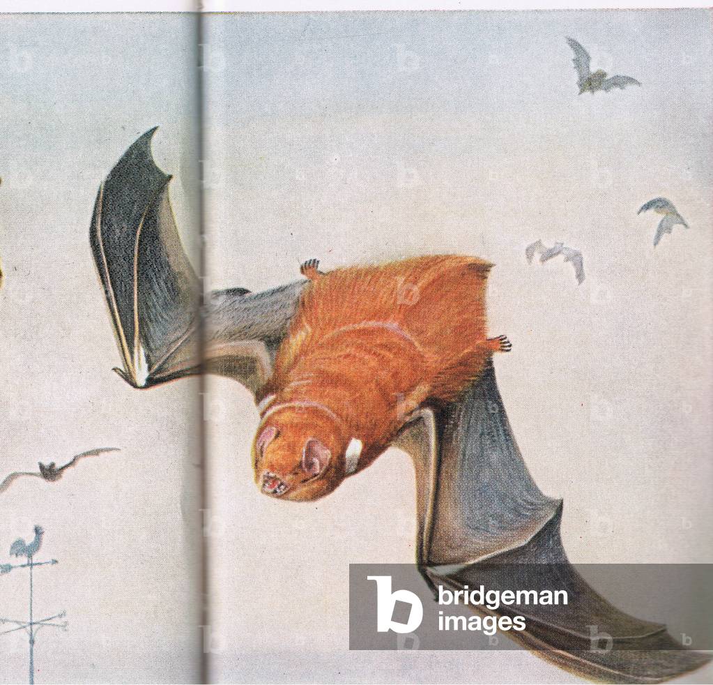 Red Bat