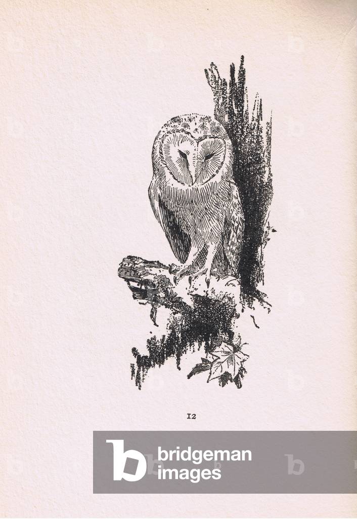 Barn Owl in tree, Birds One Should Know published by Gay and Hancock, 1937 (litho)