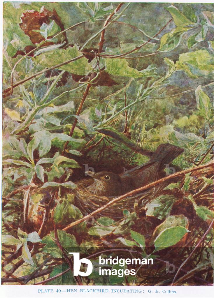 Hen blackbird incubating, illustration from 'British Birds' by Kirkman & Jourdain, 1966 (colour litho)