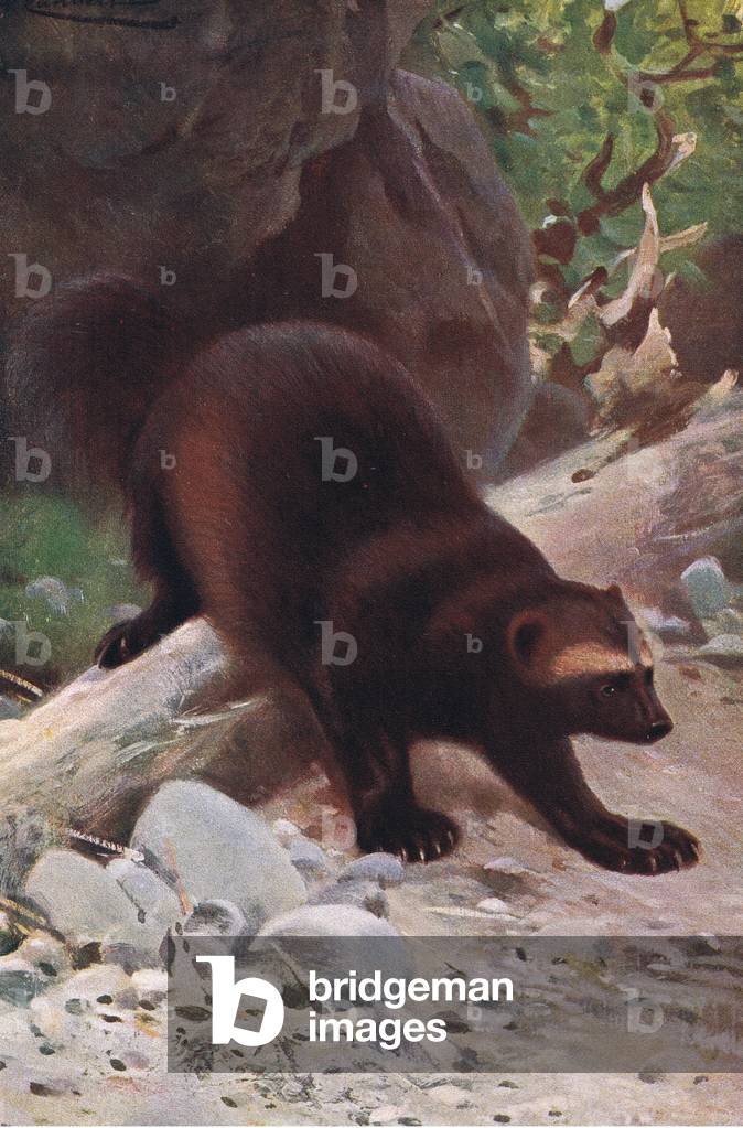 Glutton or Wolverine, from Wildlife of the World published by Frederick Warne & Co, c.1900 (colour litho)