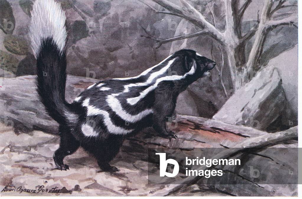 Spotted Skunk, a sporty zig zag of spots and stripes decorates a glossy coat. Smallest of the skunks