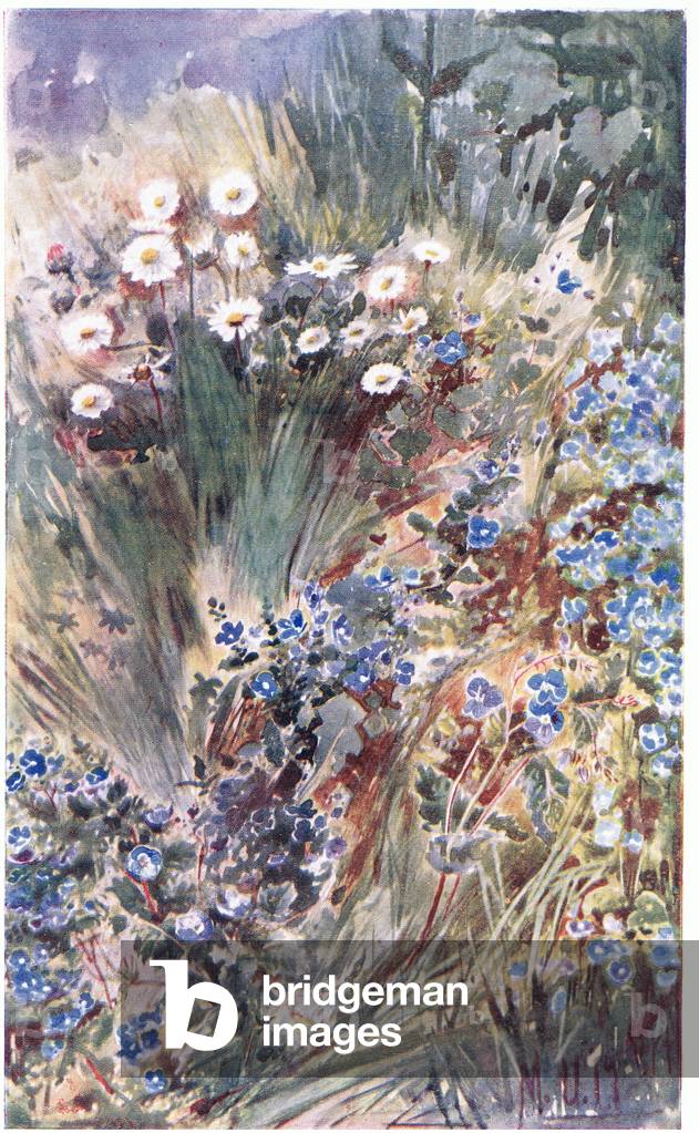 Speedwell and Common Daisy ( March April flowering), J. M. Dent & Sons Ltd, pub.1907 (colour litho)