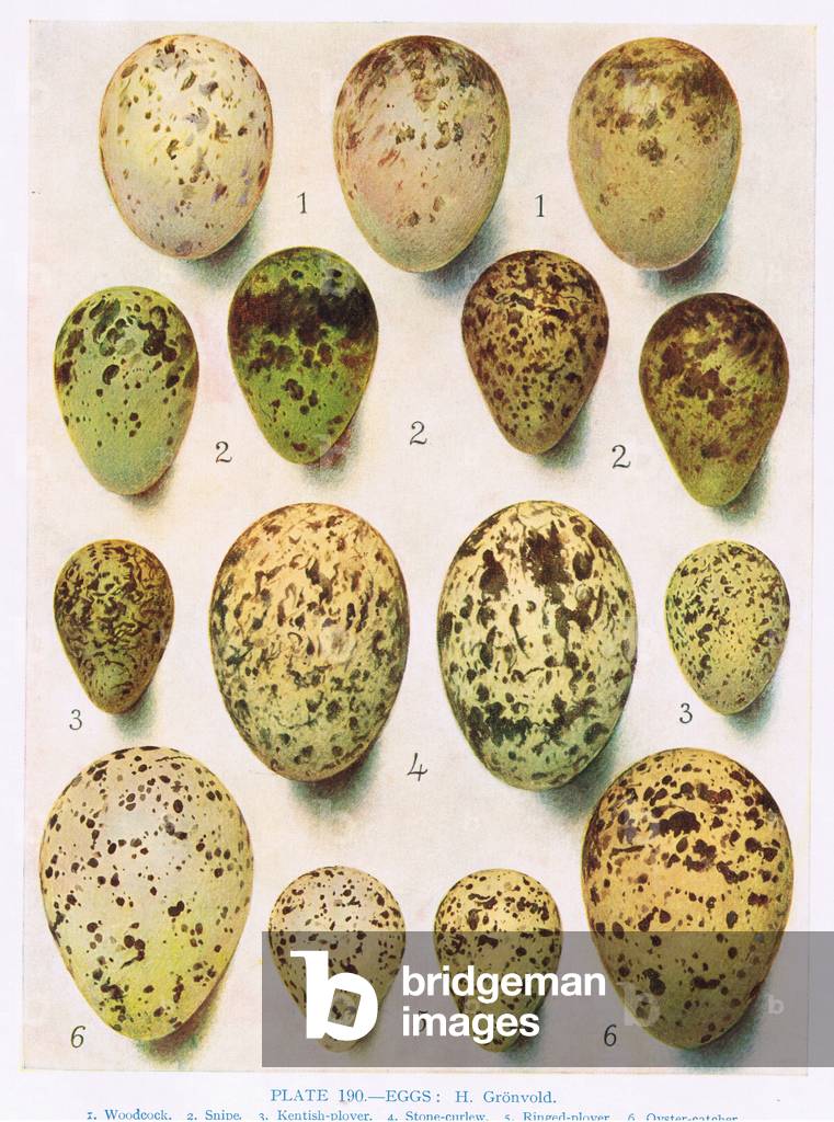 Eggs:Kittiwake:Great Black Backed Gull:etc, illustration from 'British Birds' by Kirkman & Jourdain, 1966 (colour litho)