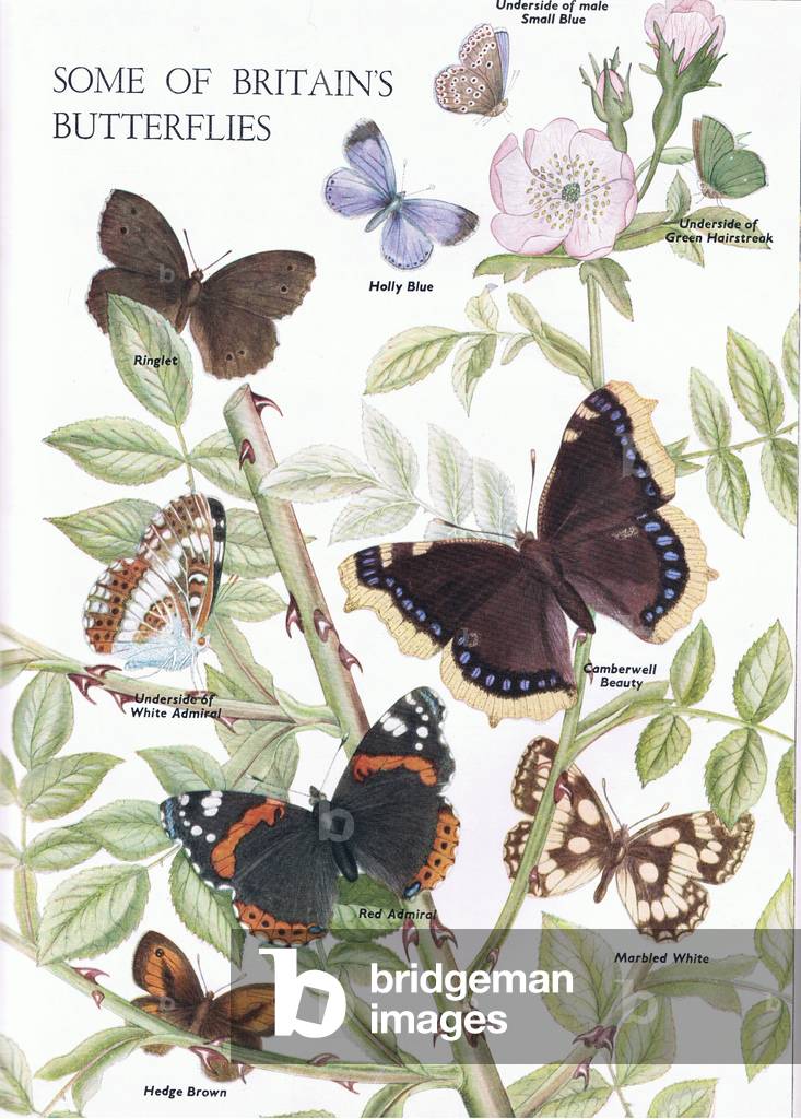 Some of Britains butterflies, illustration from The Children's Nature Book published by Odhams, 1958 (colour litho)